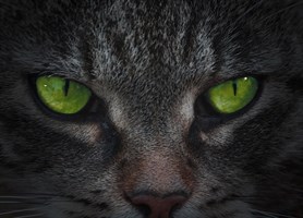 UNO, Гель-лак Cat&#39;s Eye ( Кошачий глаз)